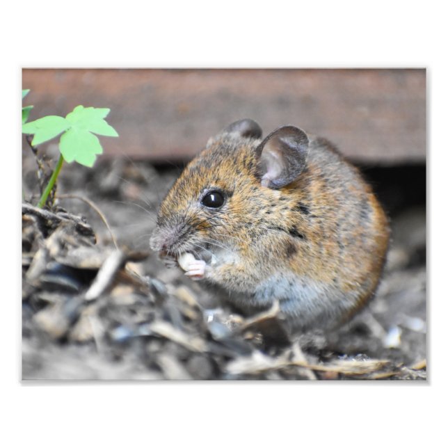 Gorgous Little Mouse Fototryck (Framsidan)