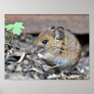 Gorgous Little Wood Mouse Poster