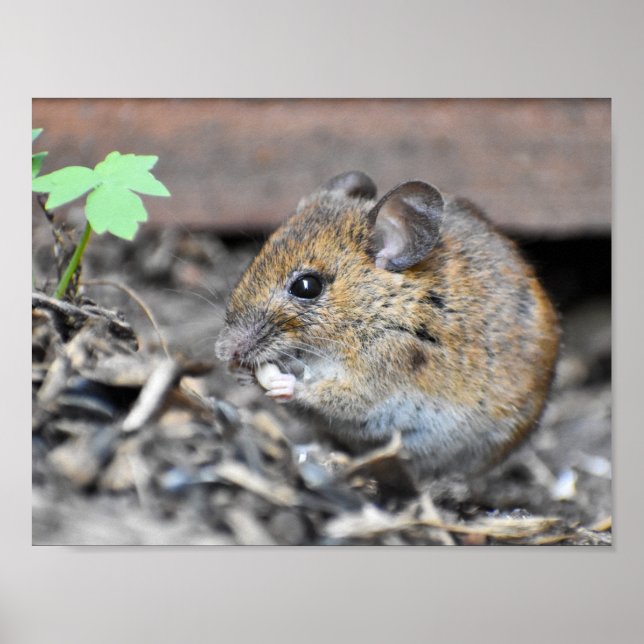 Gorgous Little Wood Mouse Poster (Framsidan)