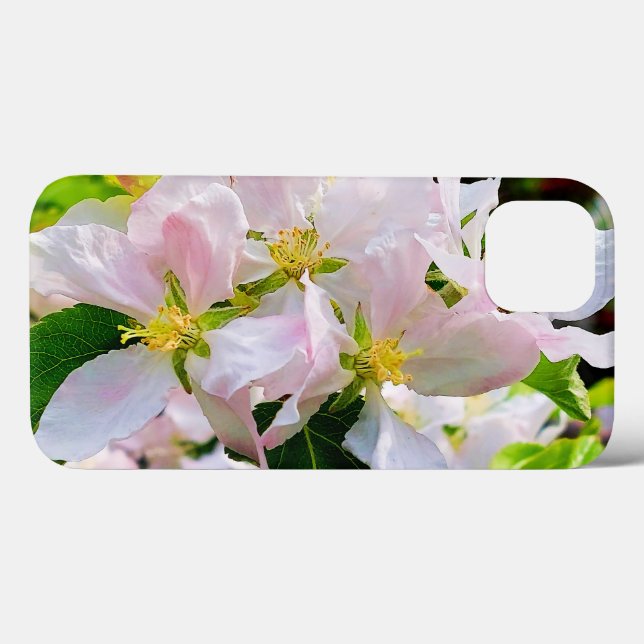 Gorgous Malus asiatica Photo (Baksida (horisontell))