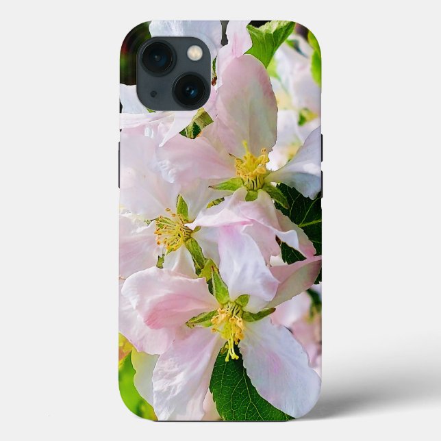 Gorgous Malus asiatica Photo (Baksida)