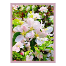 Gorgous Malus asiatica Photo