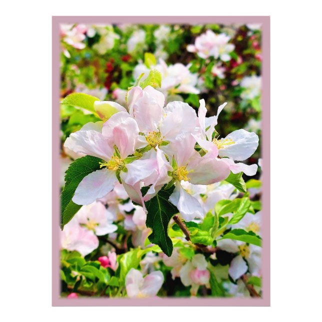 Gorgous Malus asiatica Photo Fototryck (Framsidan)