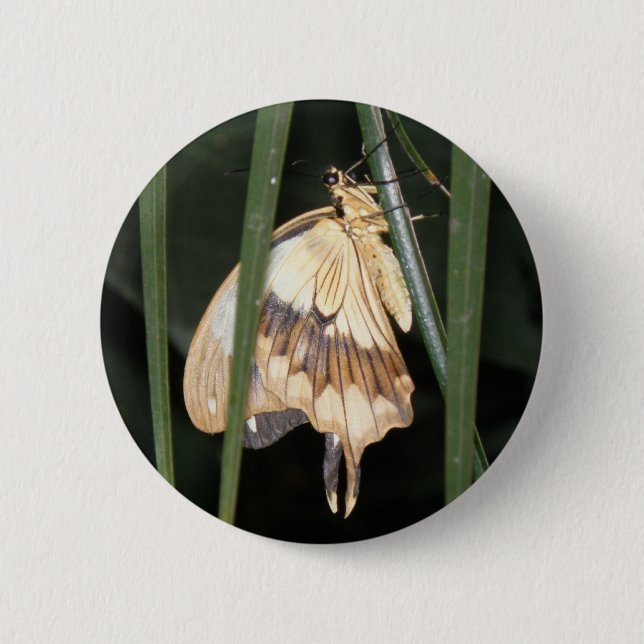 Gorgous Moth-knapp Knapp (Framsida)