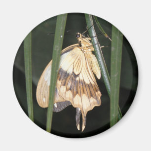 Gorgous Moth Magnet