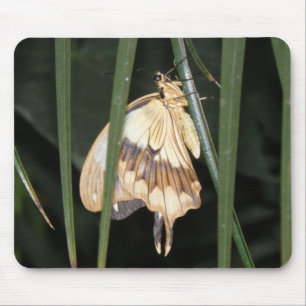 Gorgous Moth Mousepad Musmatta