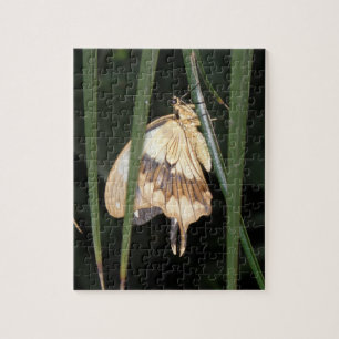 Gorgous Moth Puzzle Pussel