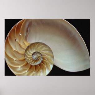 Gorgous Nautilus snäcka Poster