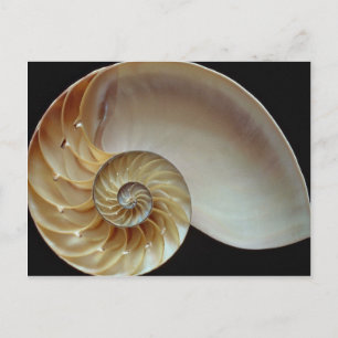 Gorgous Nautilus snäcka Vykort