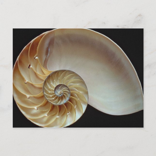 Gorgous Nautilus snäcka Vykort (Framsida)
