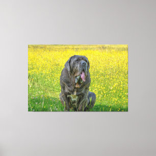 Gorgous Neapolitan Mastiff Canvastryck