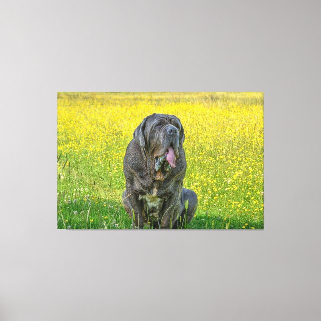 Gorgous Neapolitan Mastiff Canvastryck (Framsida)