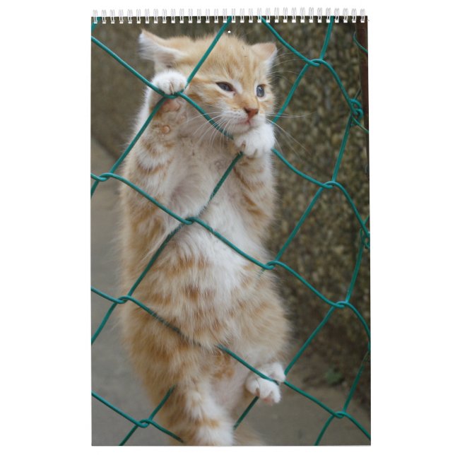 Gorgous Orange Cats 2023 Kalender (Omslag)