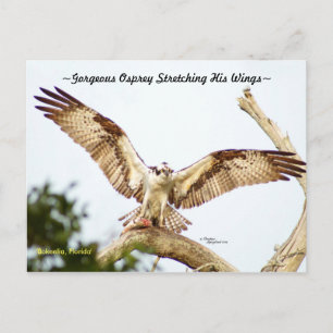 Gorgous Osprey hawk Florida Postcard Vykort