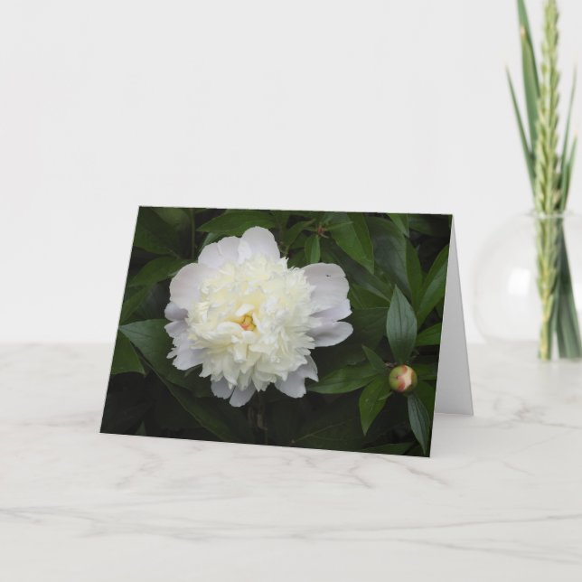 Gorgous Peony Flower Photograph Kort (Framsida)