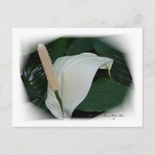 Gorgous Petals 12 Vykort (Framsida)