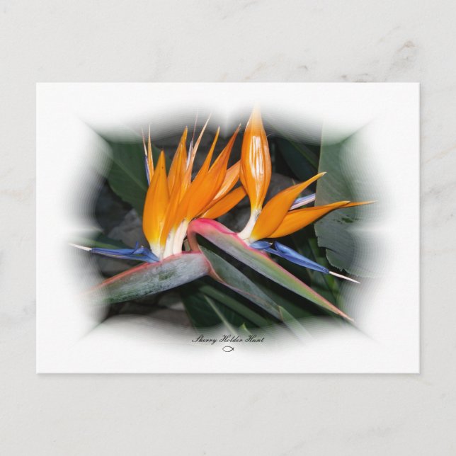 Gorgous Petals 29 Vykort (Framsida)