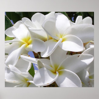 Gorgous Plumeria Poster