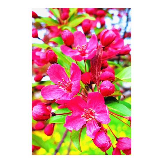Gorgous Red Barron Crabapple Photo Fototryck (Framsidan)