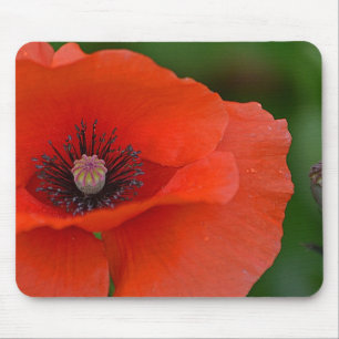 Gorgous Red Poppy Musmatta