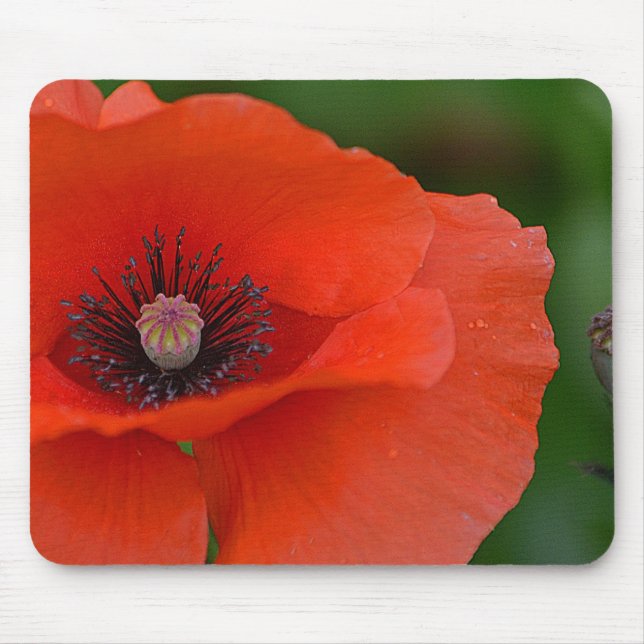Gorgous Red Poppy Musmatta (Framsidan)