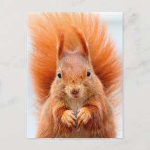 Gorgous Red Squirrel Vykort