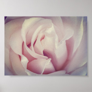 Gorgous Ro Lavender Rosa Flower Archival Poster
