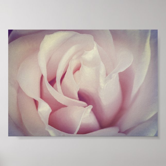 Gorgous Ro Lavender Rosa Flower Archival Poster (Framsidan)