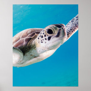 Gorgous Sea Turtle Swimming i Ocean Poster