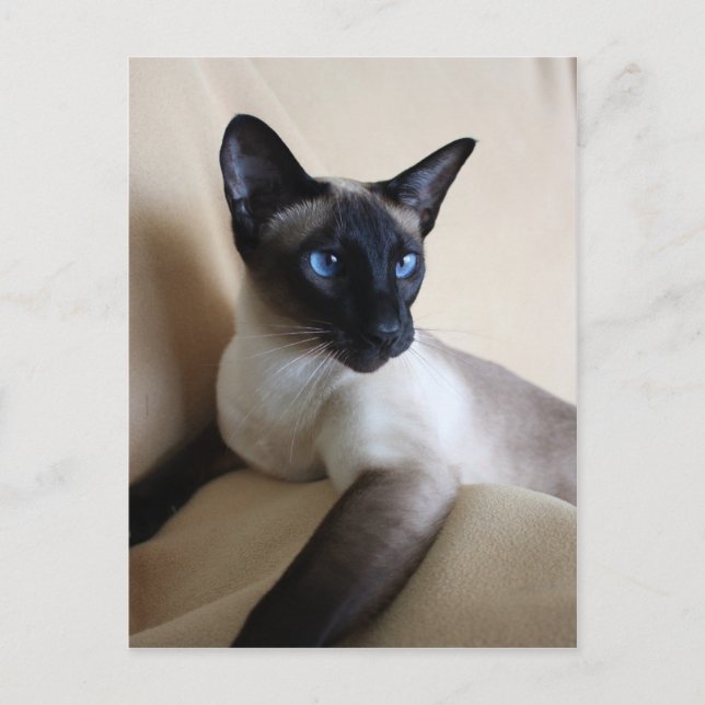 Gorgous Siamese Cat Ansikte Vykort (Framsida)