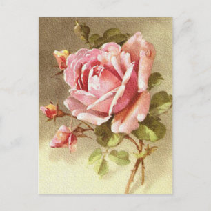 Gorgous Textured Victorian Rosa ros Vykort