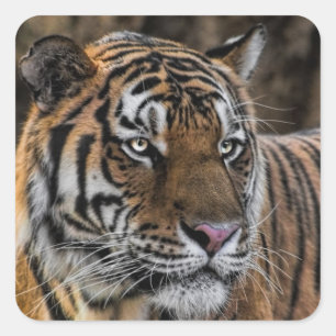Gorgous Tiger Wildcat Ansikte Fyrkantigt Klistermärke