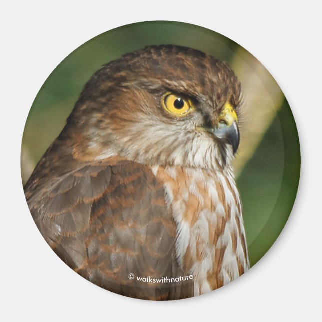 Gorgous Vass-Shinned Hawk kommer A-Callin' Magnet (Framsidan)