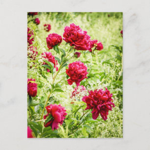Gorgous Vild Peony Flowers Vykort