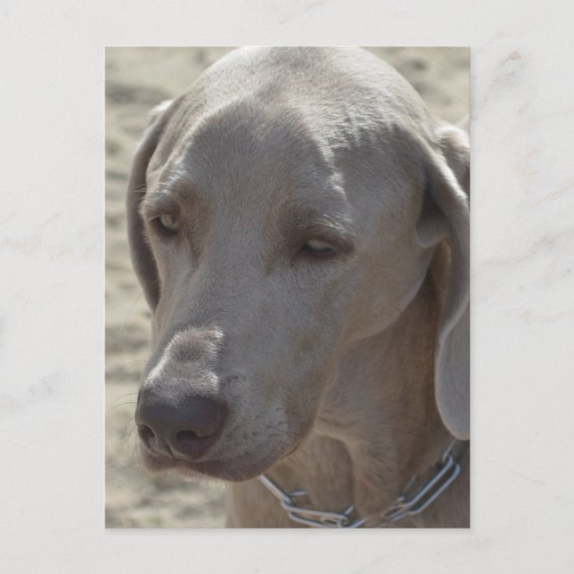 Gorgous Weimaraner Vykort (Framsida)