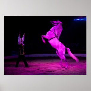 Gorgous White Circus Horse Poster