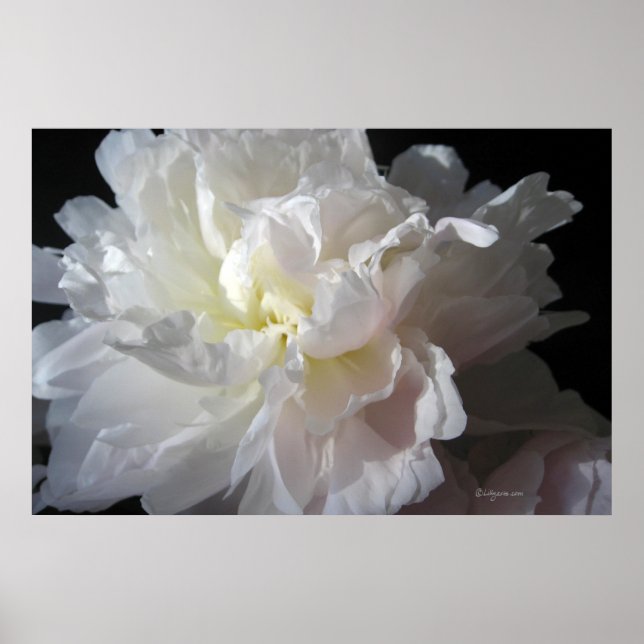 Gorgous White Peony Blommar Poster Prints (Framsidan)