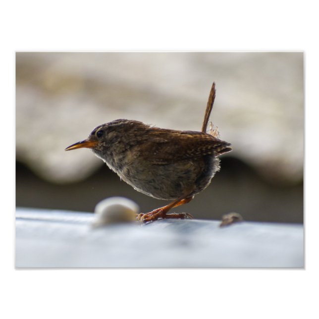 Gorgous Wren Fototryck (Framsidan)
