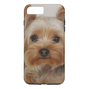 Gorgous Yorkshire Terrier