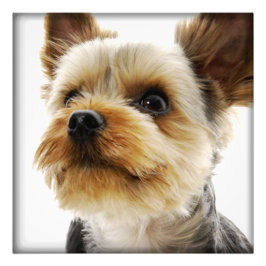 Gorgous Yorkshire Terrier Fototryck