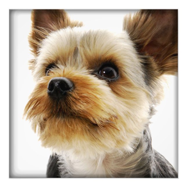Gorgous Yorkshire Terrier Fototryck (Framsidan)