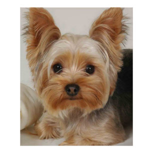 Gorgous Yorkshire Terrier Fototryck