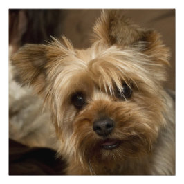 Gorgous Yorkshire Terrier Fototryck