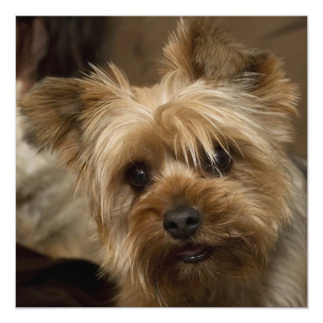 Gorgous Yorkshire Terrier Fototryck (Framsidan)