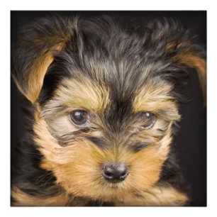 Gorgous Yorkshire Terrier Fototryck