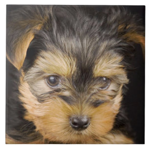 Gorgous Yorkshire Terrier Kakelplatta