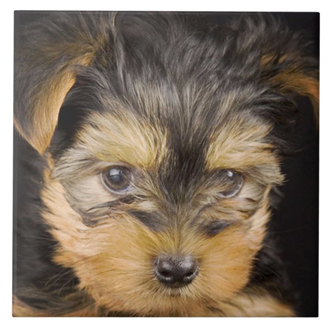 Gorgous Yorkshire Terrier Kakelplatta (Framsidan)