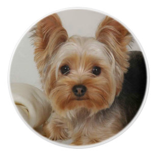 Gorgous Yorkshire Terrier Knopp