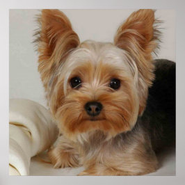 Gorgous Yorkshire Terrier Poster