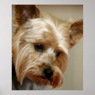 Gorgous Yorkshire Terrier Poster